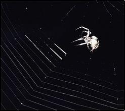 �齫�������������Ƶ��������ͥ�϶�ǰ�޿��ߣ��Ҿ���������Բ���ľ����㣡...